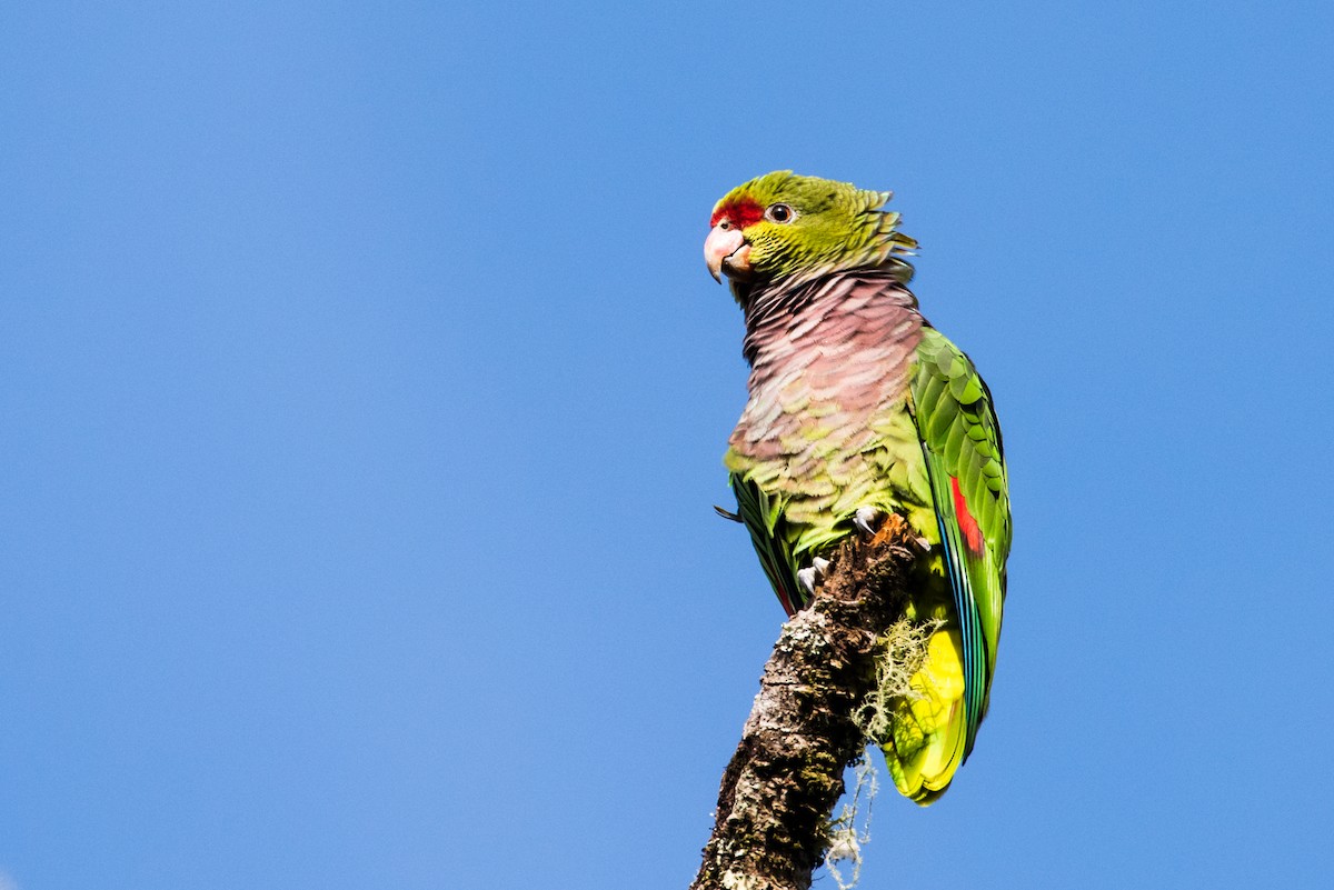 Vinaceous-breasted Parrot - ML125870241