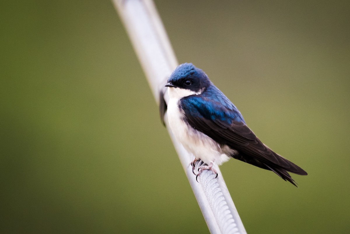 Blue-and-white Swallow - ML125870451