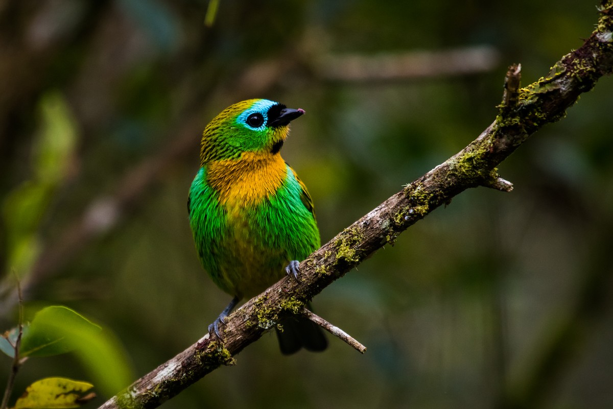 Brassy-breasted Tanager - ML125870671