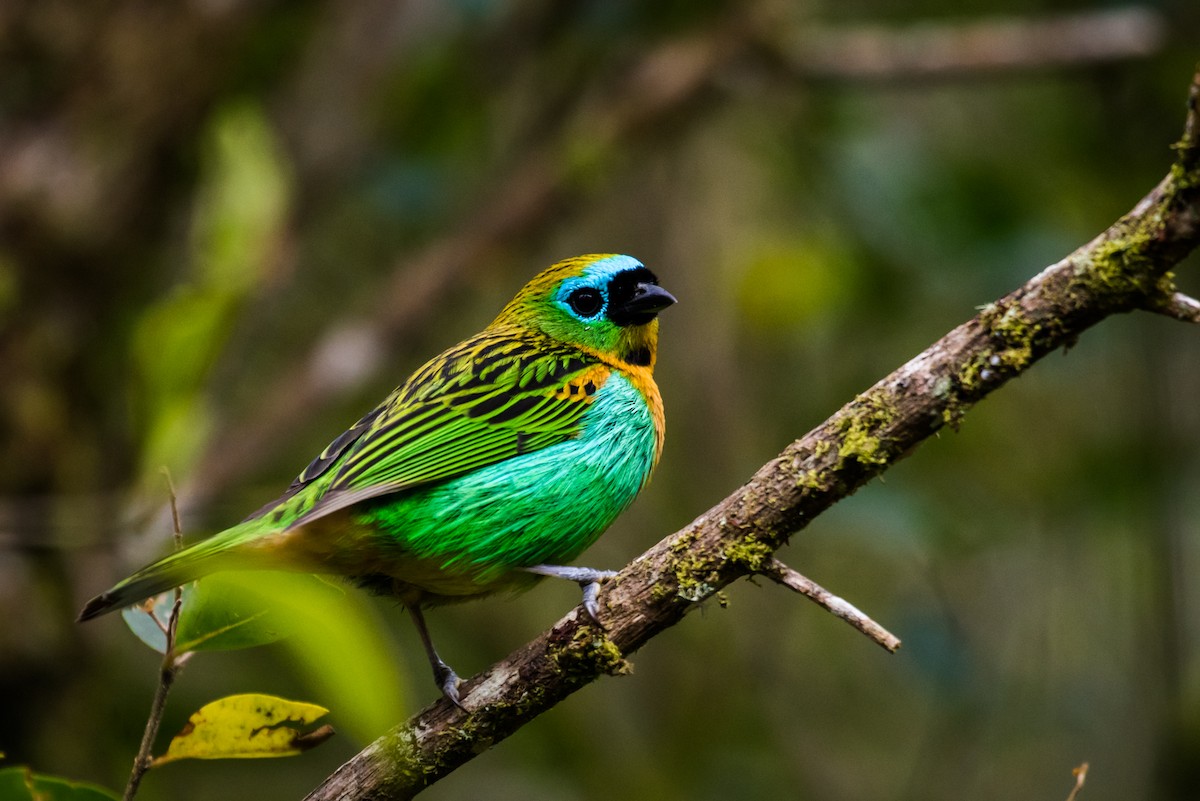 Brassy-breasted Tanager - ML125870681