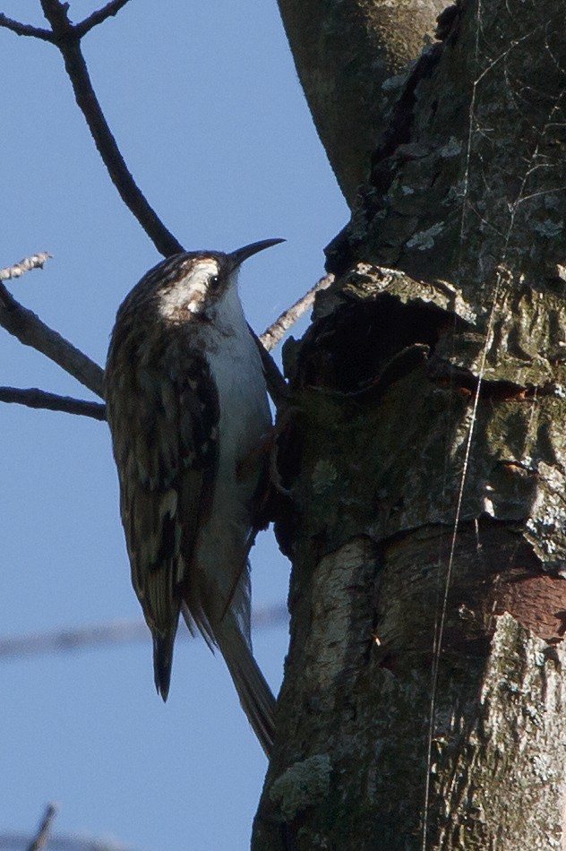 Brown Creeper - Jeff Stacey