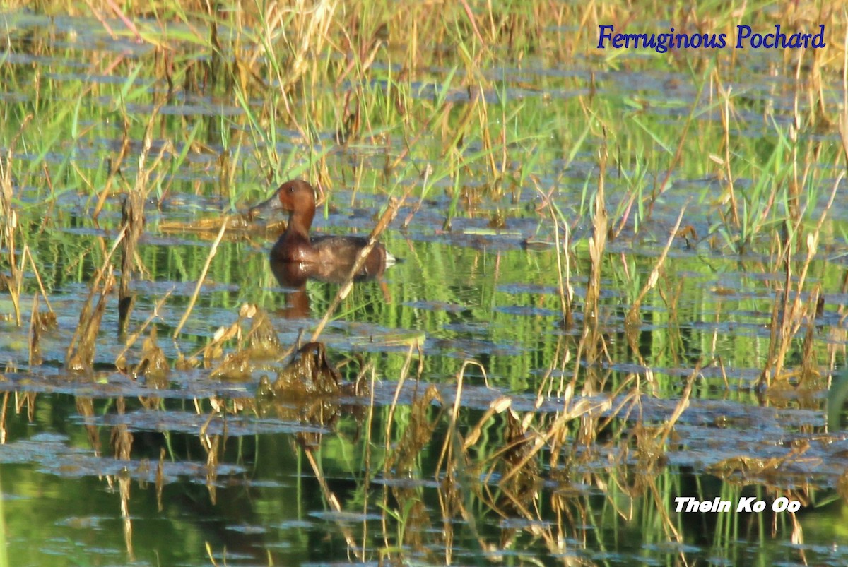 Ferruginous Duck - Mandalay In Bloom (MIB) Travel Agency