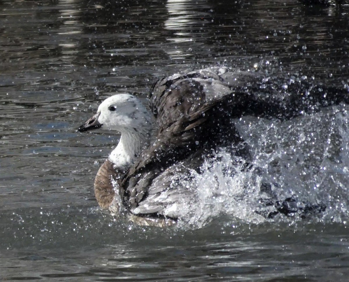 Snow x Cackling Goose (hybrid) - Mary Schvetz