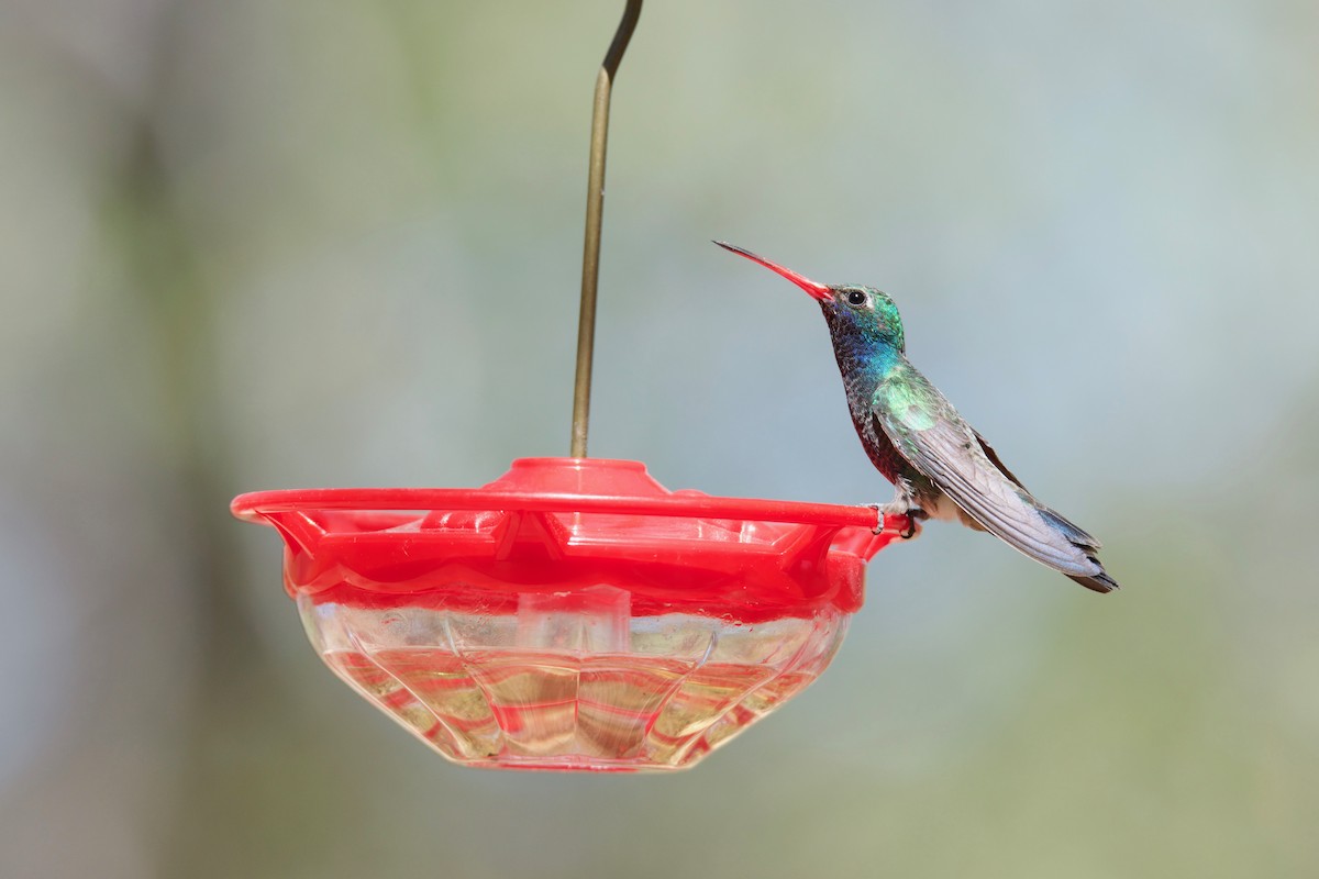 kolibřík širokozobý - ML125877891