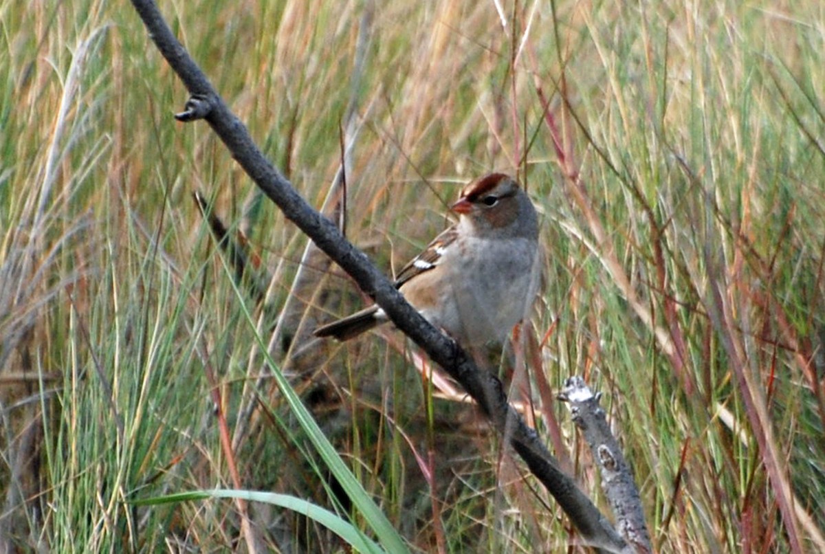 White-crowned Sparrow - ML125885591