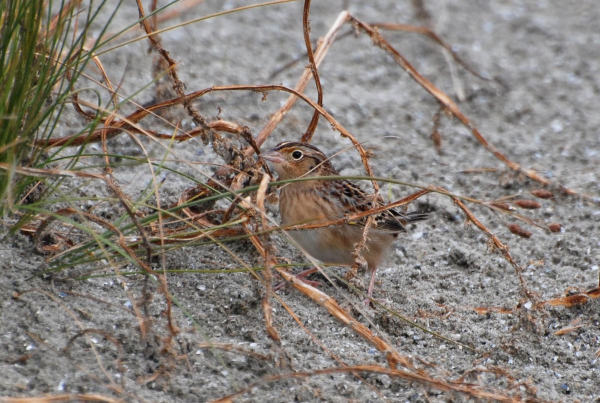 Grasshopper Sparrow - Robert Dobbs