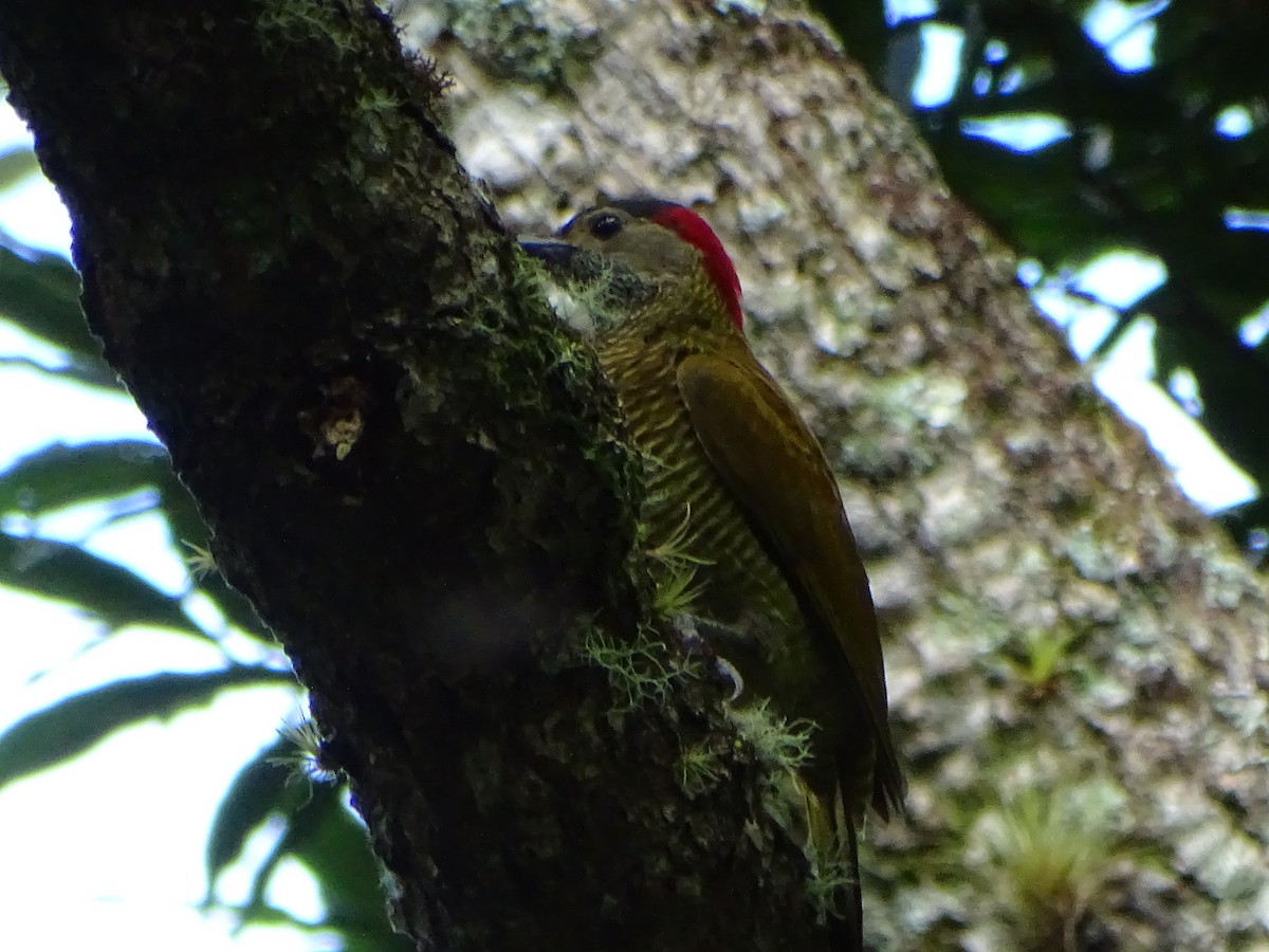 Golden-olive Woodpecker - ML125885661