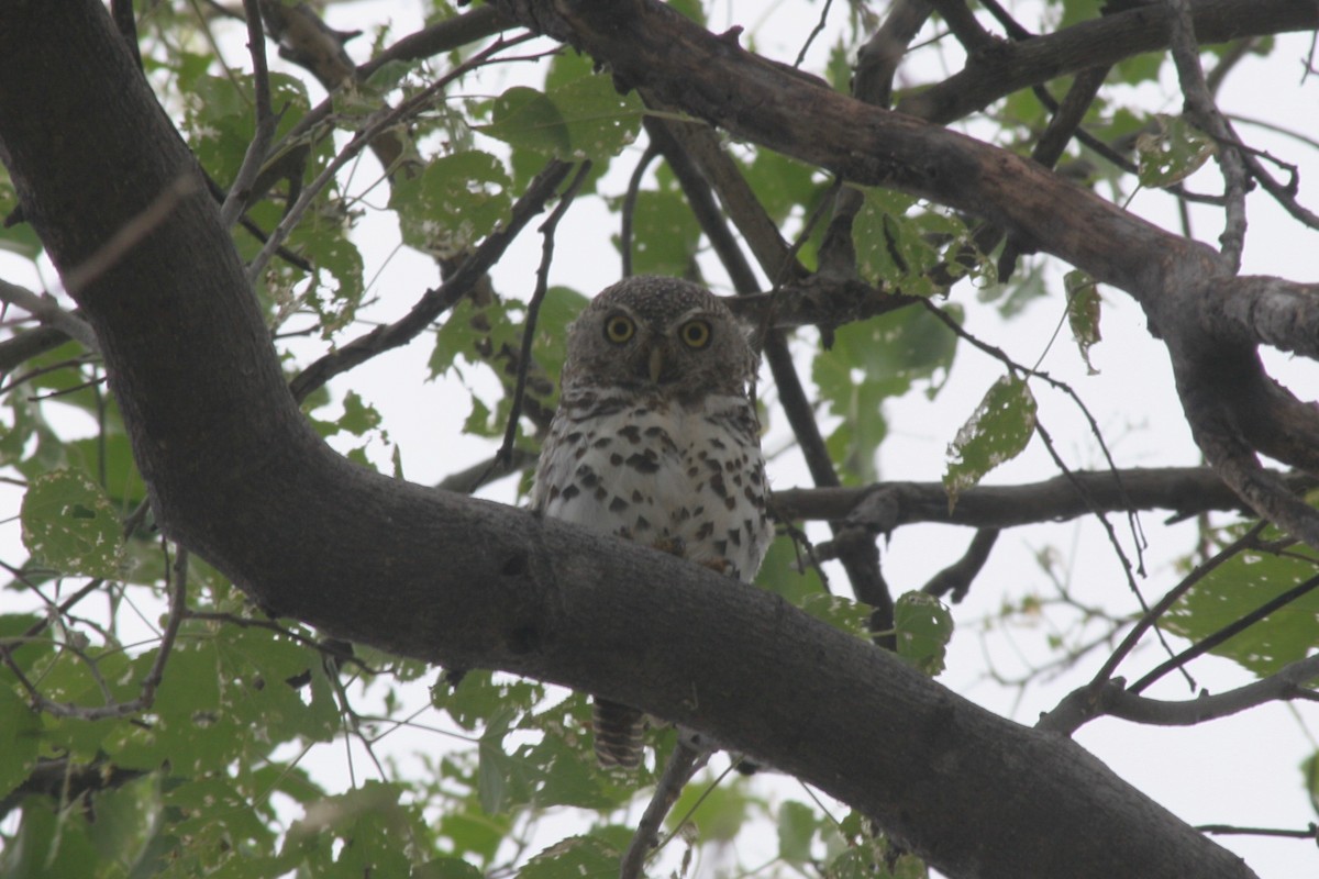 Pearl-spotted Owlet - ML125886481