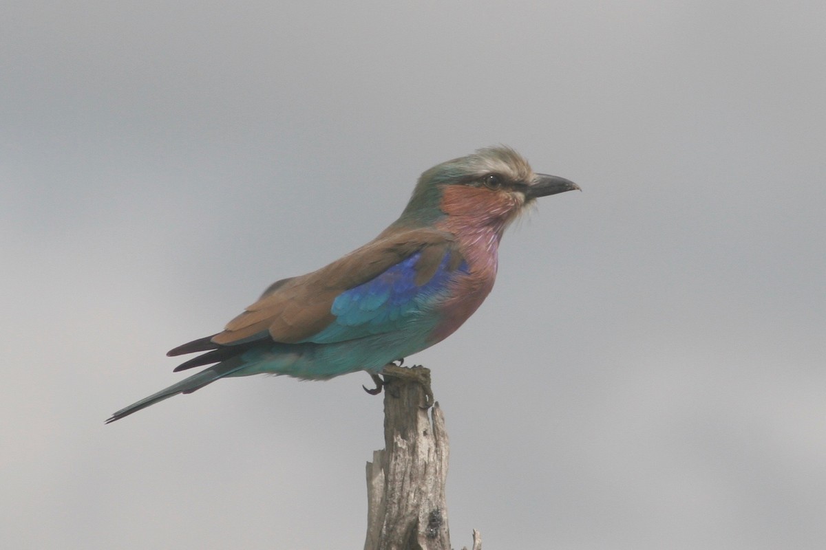 Lilac-breasted Roller - ML125886501