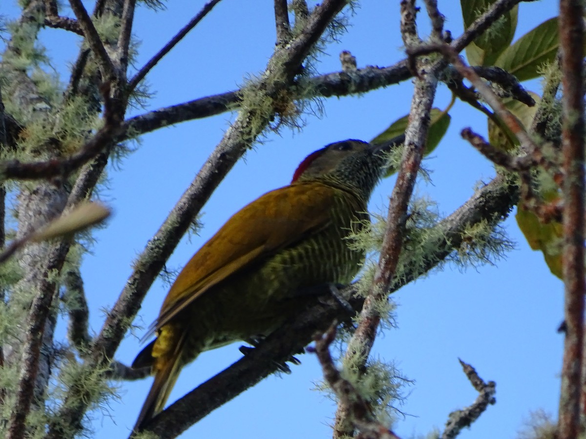 Golden-olive Woodpecker - ML125886751