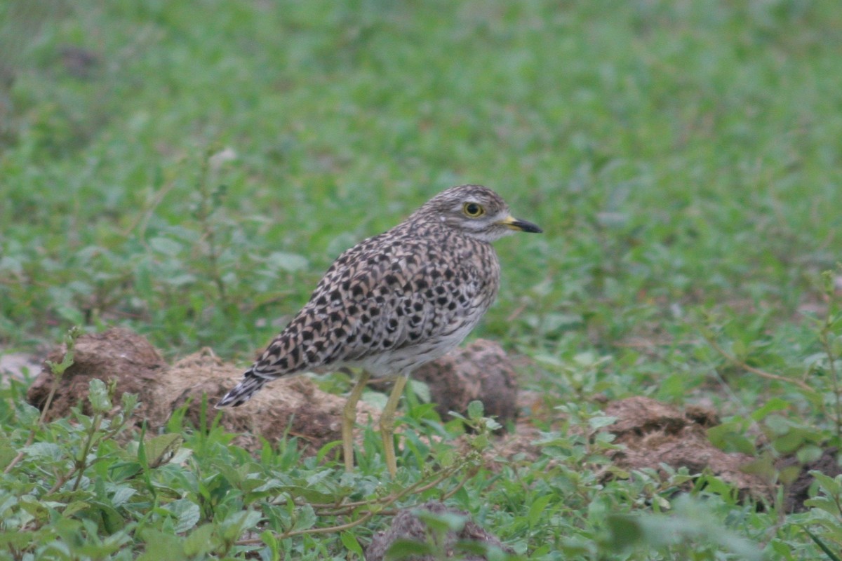 Spotted Thick-knee - ML125888751