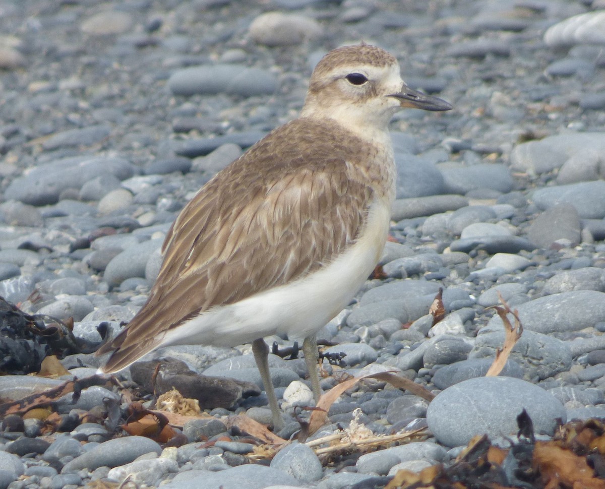 Red-breasted Dotterel - ML125888801