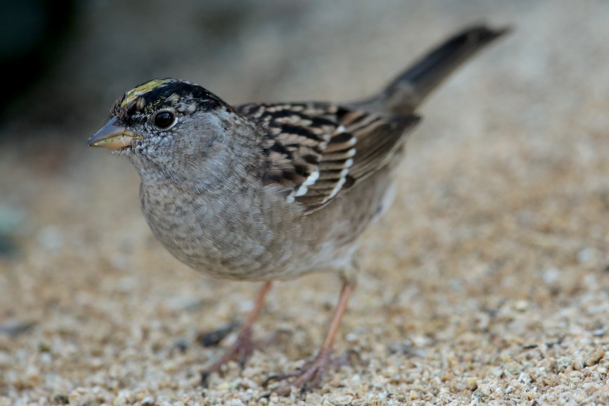 Golden-crowned Sparrow - Aaron Maizlish