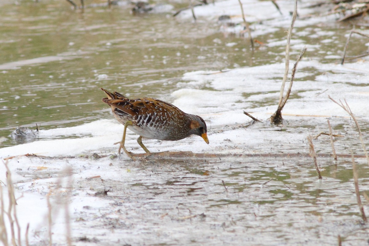 Spotted Crake - ML125893061