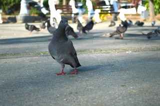 Rock Pigeon (Feral Pigeon), ML125893751