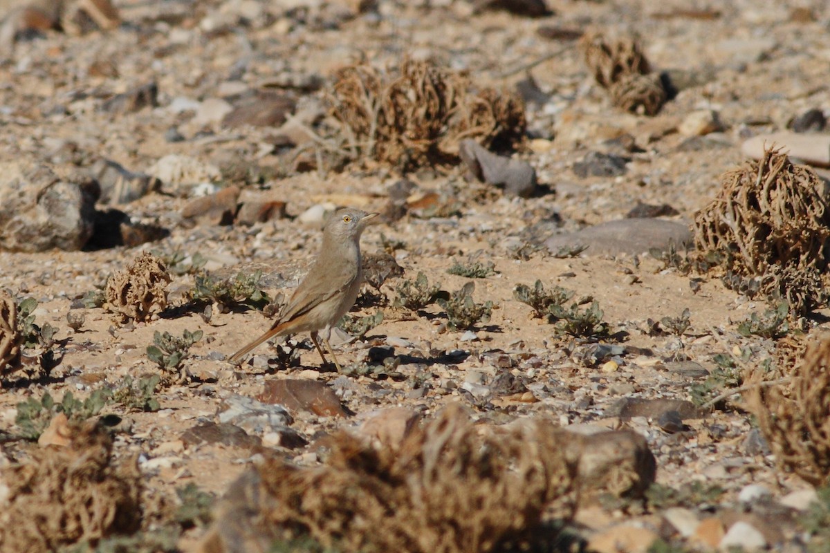 Asian Desert Warbler - Ohad Sherer