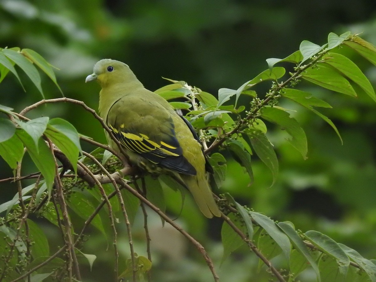 Gray-fronted Green-Pigeon - ML125894491
