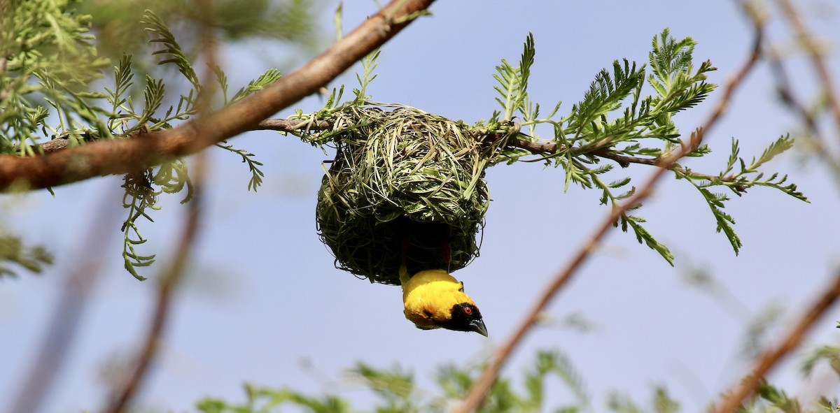Southern Masked-Weaver - Shannon Fair