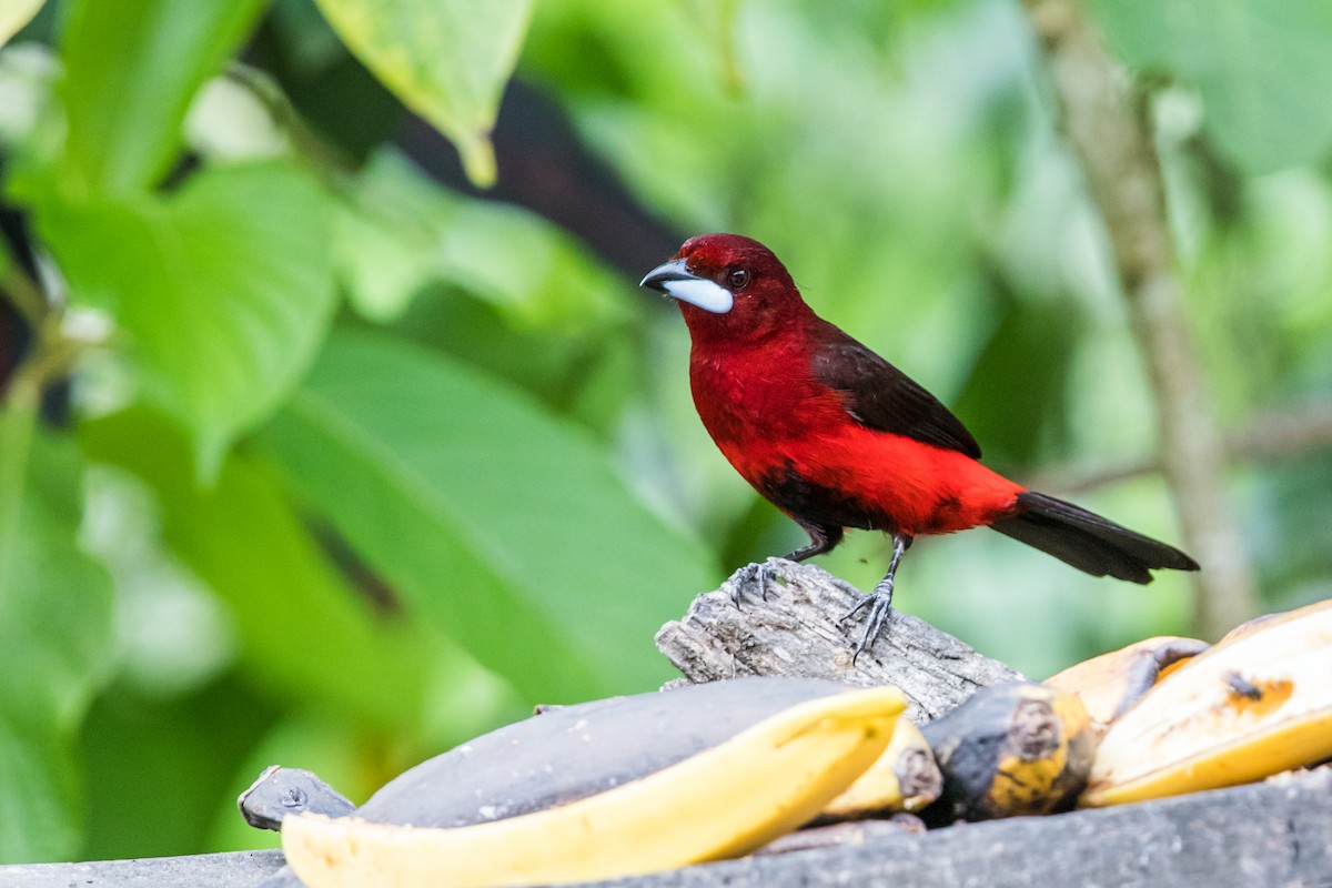 Black-bellied Tanager - ML125897521