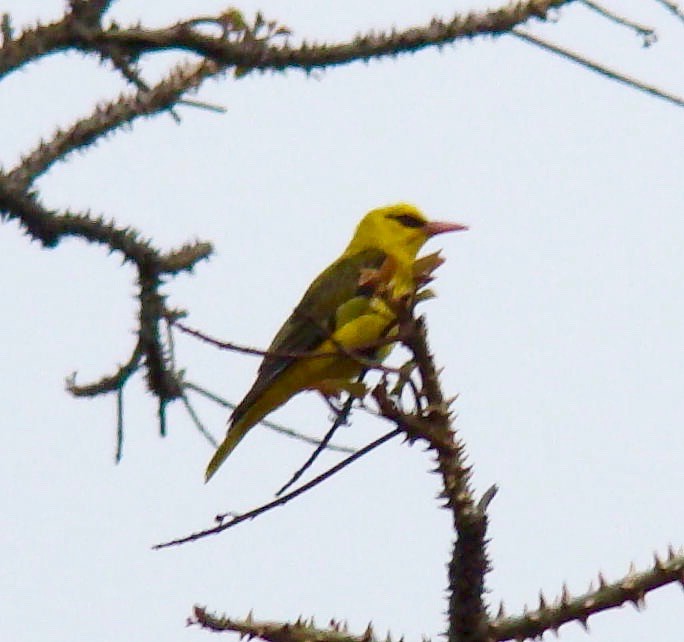 Indian Golden Oriole - ML125900011