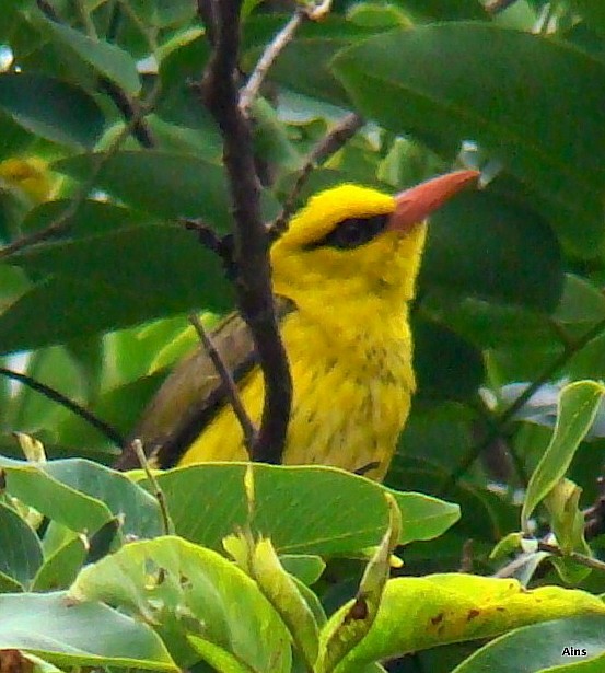 Indian Golden Oriole - ML125900021