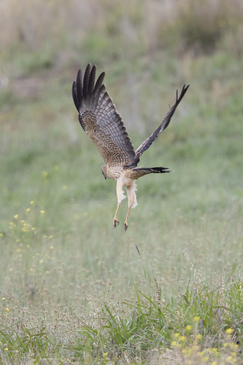 Spotted Harrier - Brian  Aherne