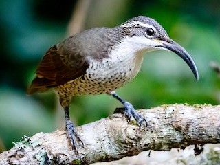 Paradise Riflebird - eBird