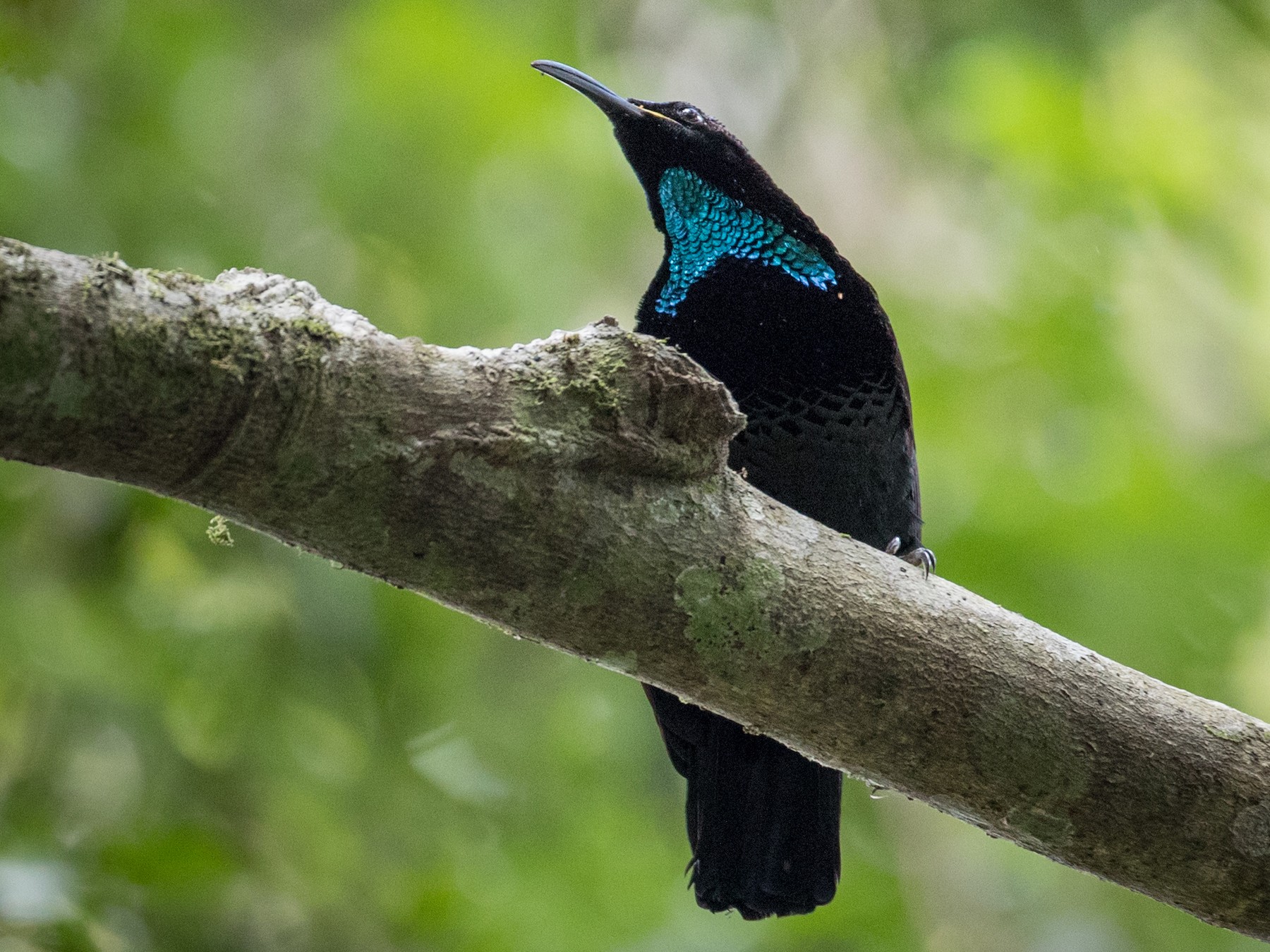 Rifle Bird Of Paradise