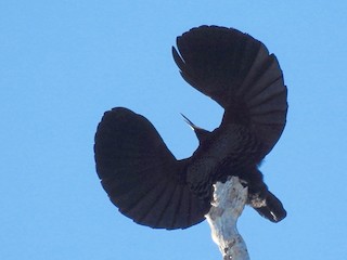 Paradise Riflebird - eBird