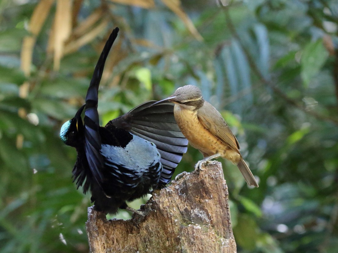 Victoria's Riflebird - Michael Rutkowski