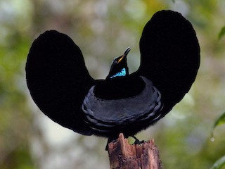 Victoria's Riflebird - eBird
