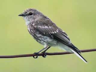 Молодая птица - Frank Coman - ML125903131