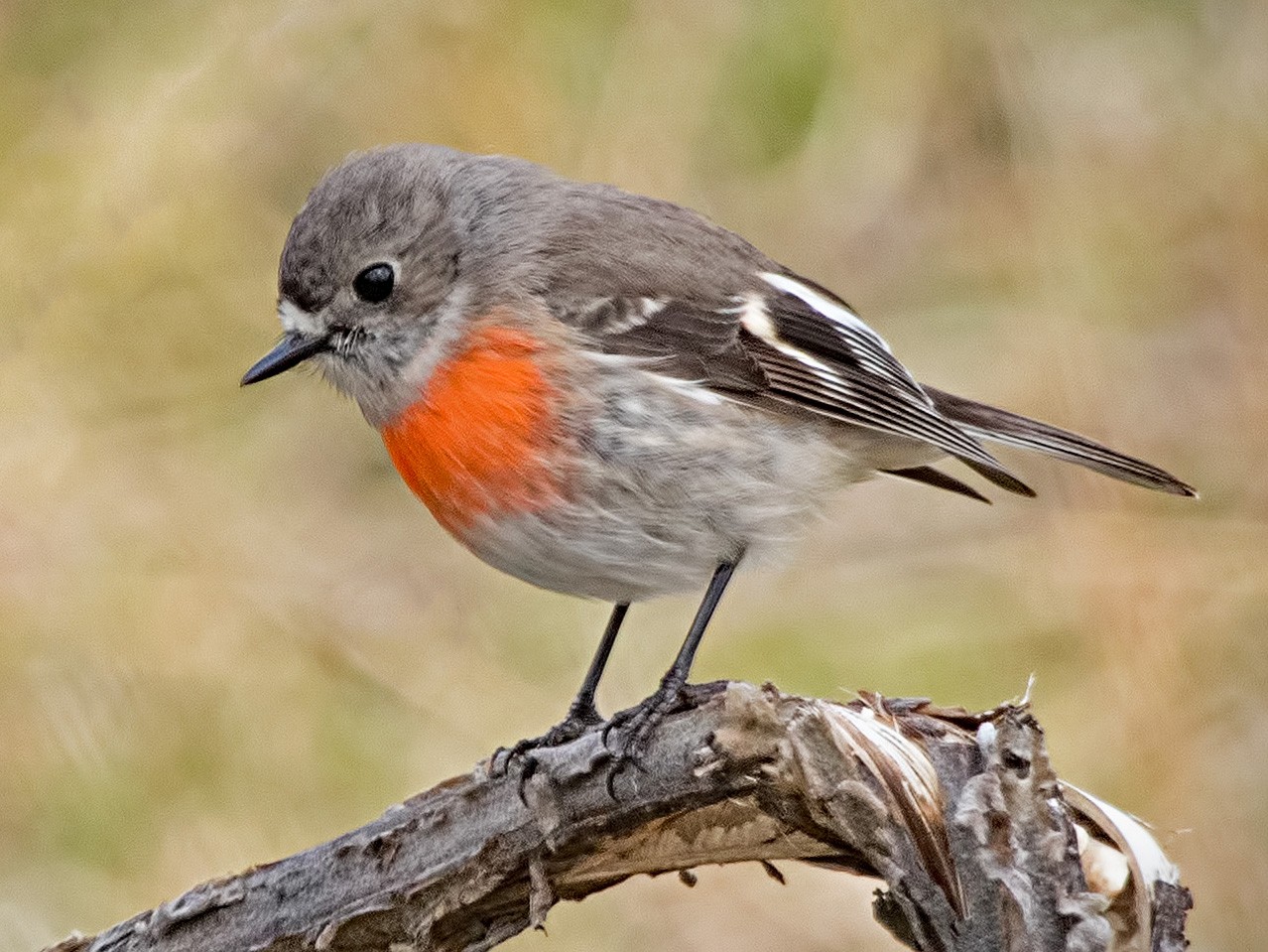 Flame Robin - eBird