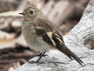 Молодая птица - Sandra Henderson - ML125904211