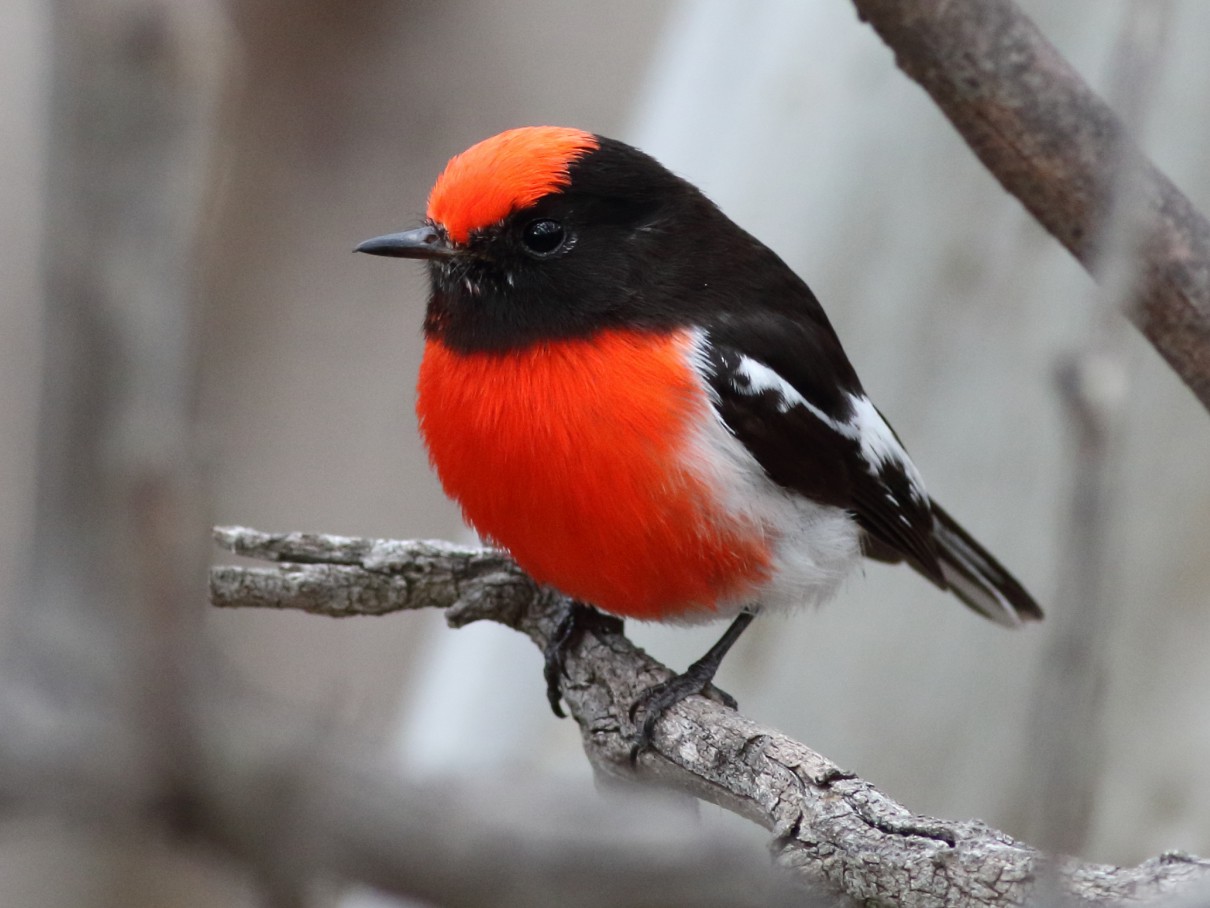 Red-capped Robin - Leigh Pieterse