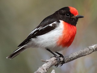  - Red-capped Robin