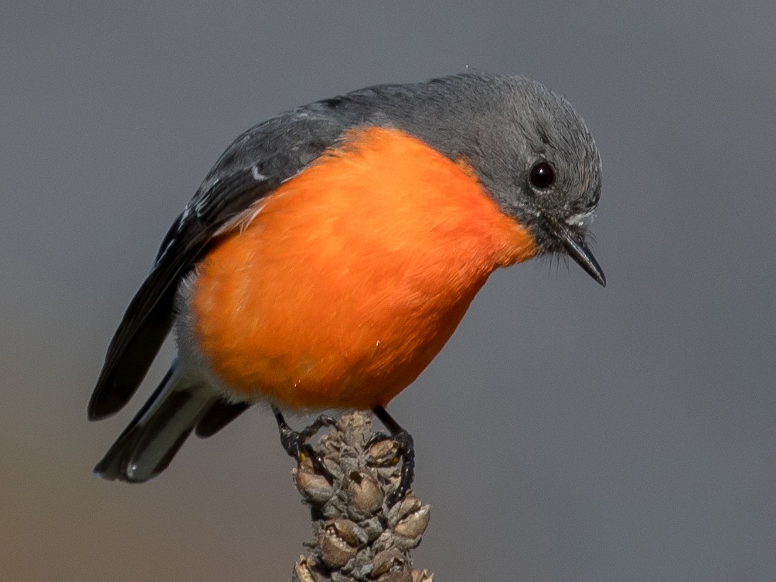 Flame Robin - eBird