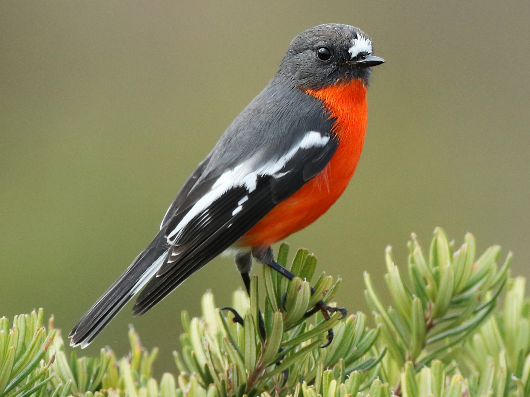 Flame Robin - Anonymous