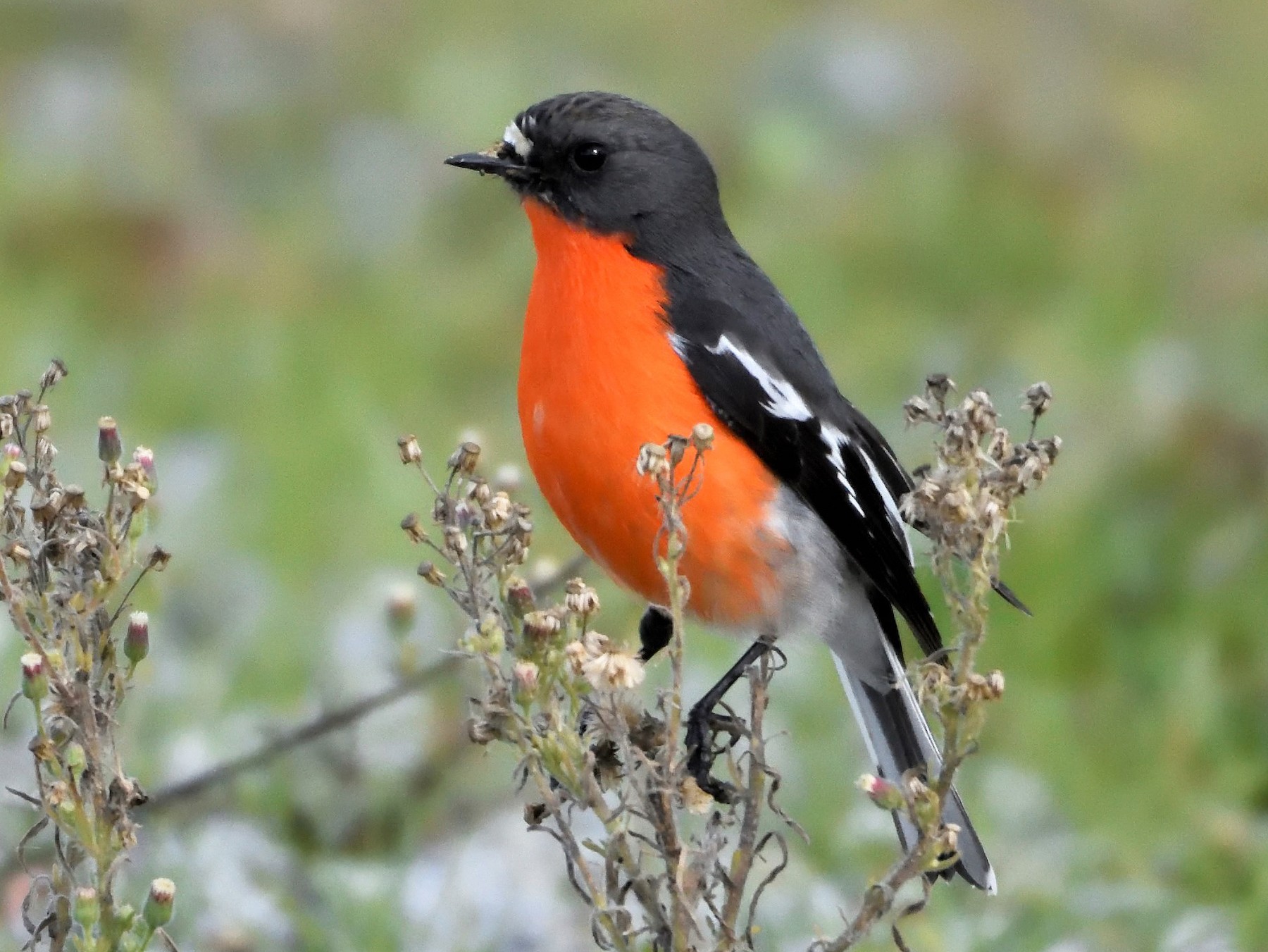 Flame Robin eBird