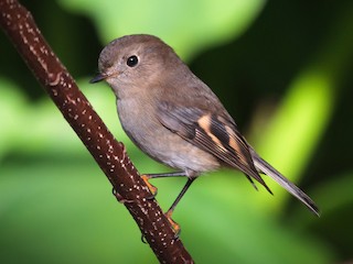 Flame Robin - eBird