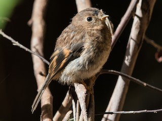 Молодая птица - Stefan Hirsch - ML125905191