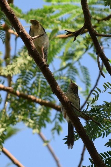 Common Tailorbird - Kok Hui Tan