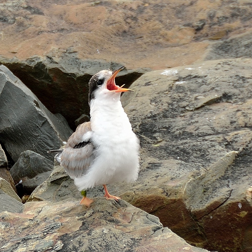 Common Tern - Edwin Ivonne