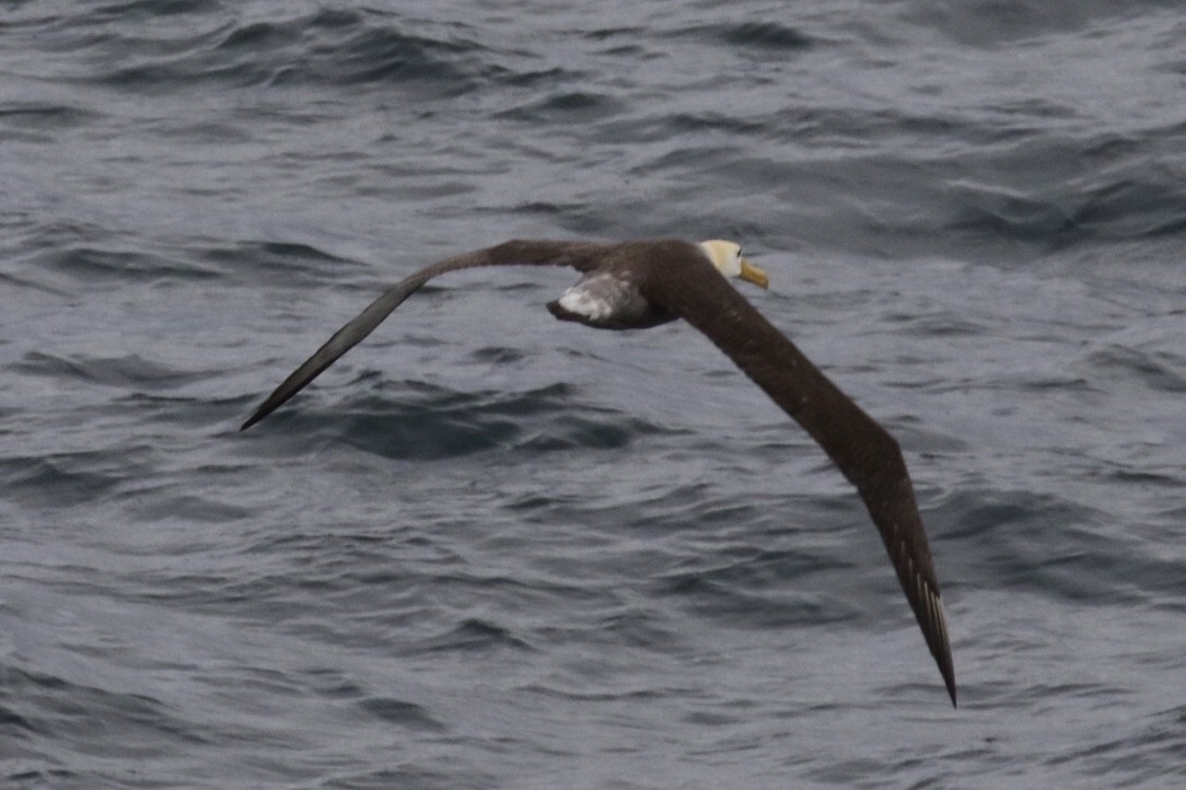 Waved Albatross - Arnold Skei
