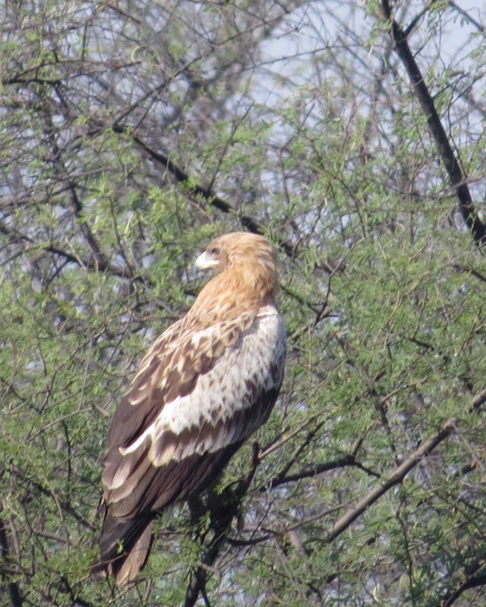 Greater Spotted Eagle - ML125909461