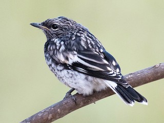Молодая птица - Terence Alexander - ML125909941