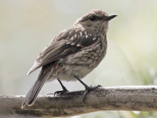 幼鳥 - Paul Brooks - ML125910351