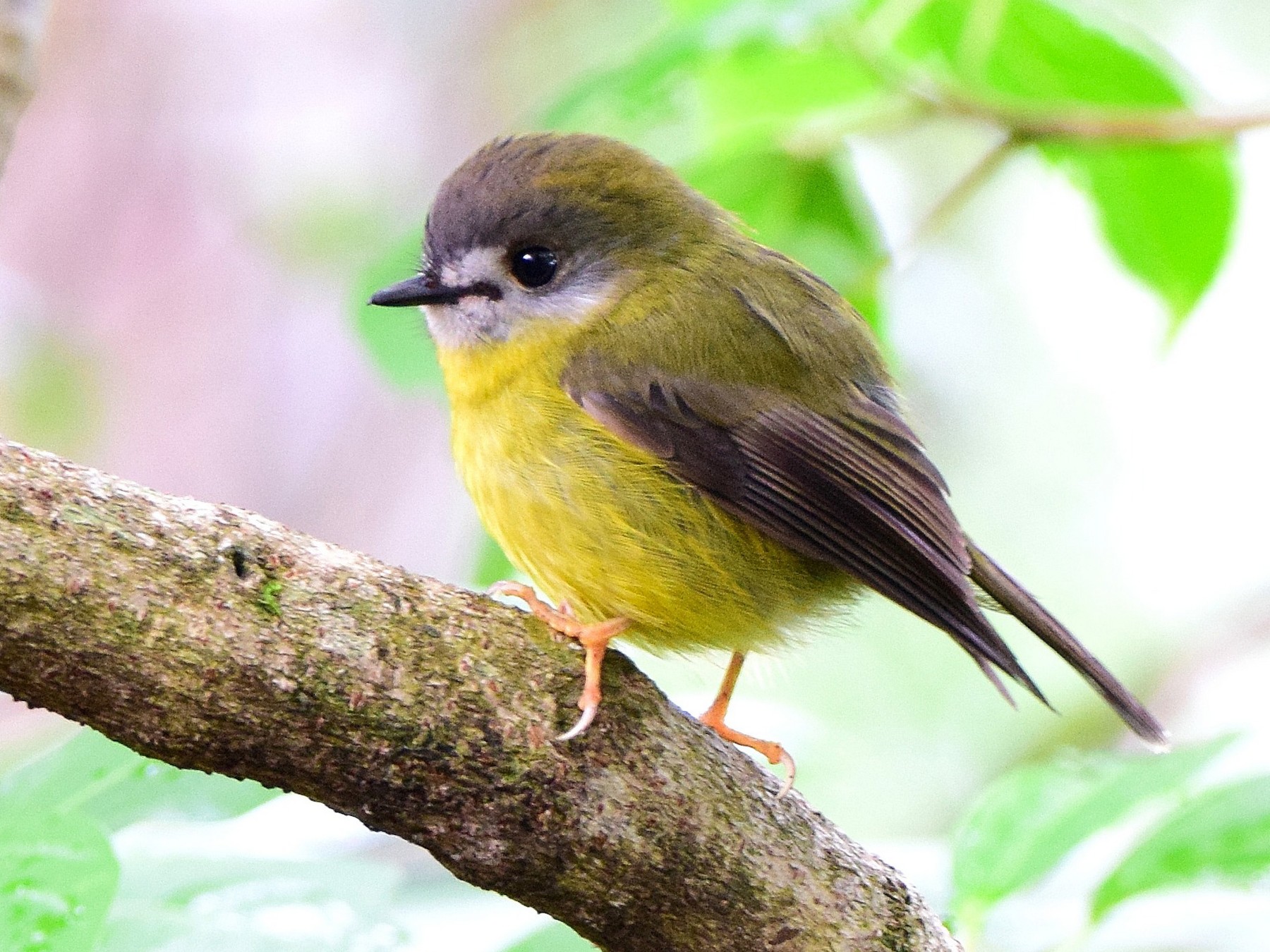 Paleyellow Robin eBird Australia