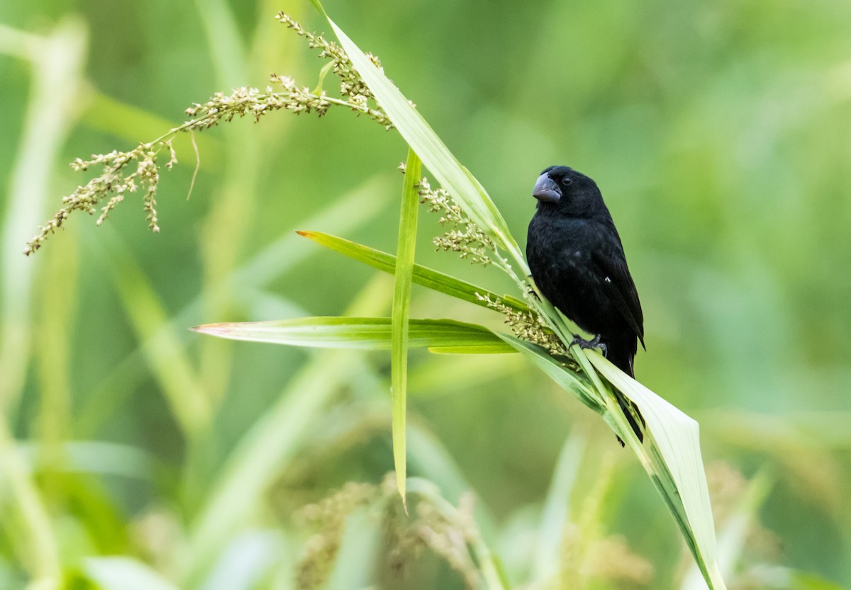 Black-billed Seed-Finch - Nick Athanas