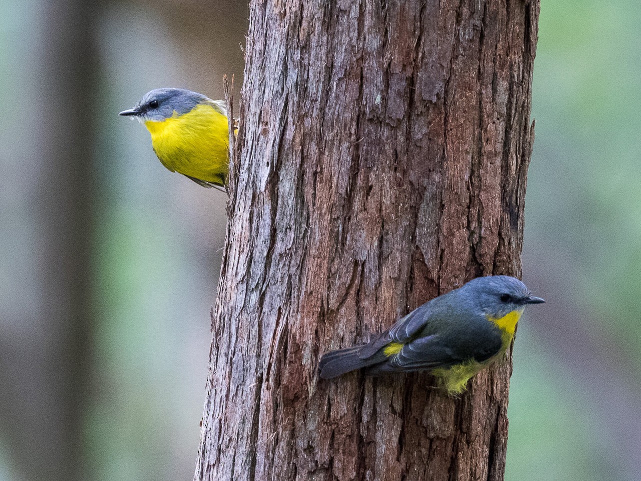 Eastern Yellow Robin - Malcolm Graham